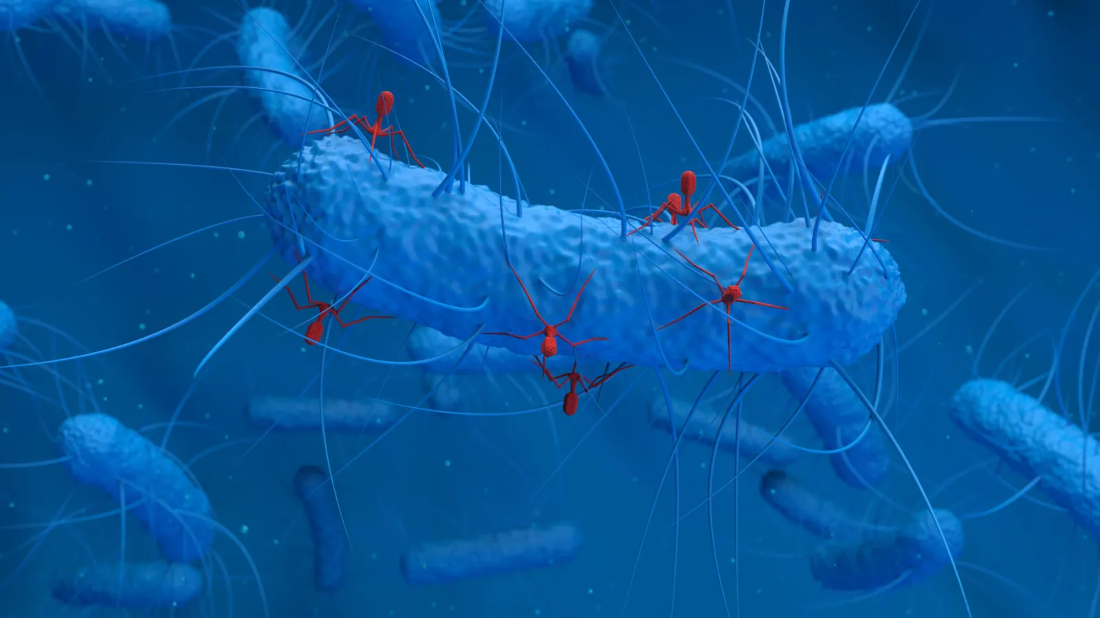 When infected by phages as illustrated above, bacteria opt for death to prevent phages from taking over a bacterial community. The study revealed how one bacterial anti-phage defense system works. Illustration: Science Photo Library/Getty Images