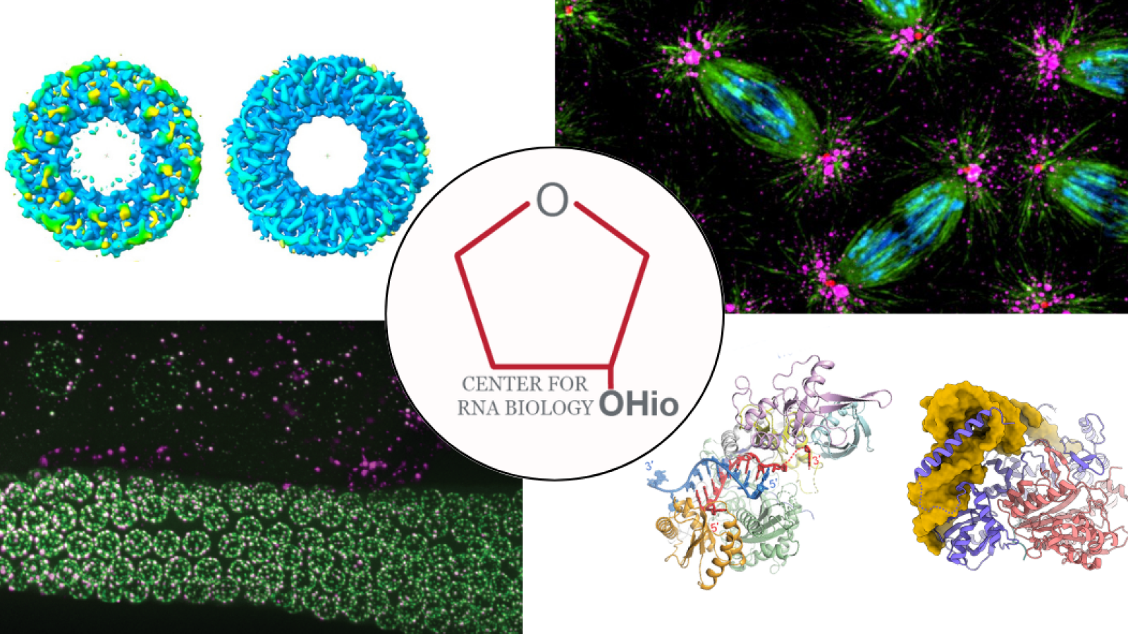 Center for RNA Biology