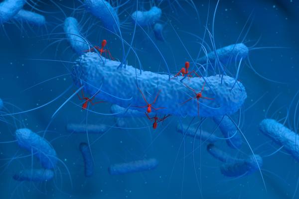 When infected by phages as illustrated above, bacteria opt for death to prevent phages from taking over a bacterial community. The study revealed how one bacterial anti-phage defense system works. Illustration: Science Photo Library/Getty Images