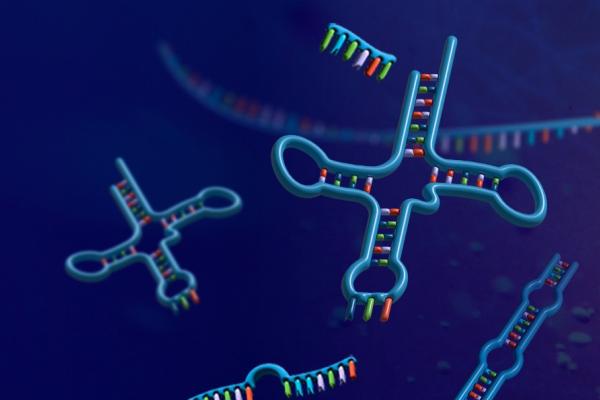 Transfer RNAs